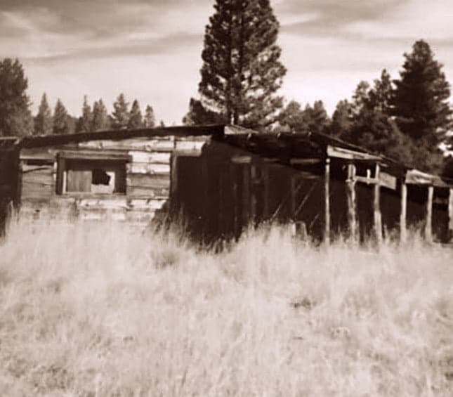 Weathered timber buildings in long grass, backed by pines.